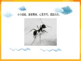 湘美版美術(shù)一年級(jí)下冊17《地下王國》課件