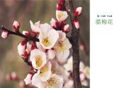《鲜艳的花朵》课件