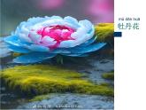 《鲜艳的花朵》课件