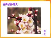 第2课 鲜艳的花朵 课件-赣美版美术一年级下册