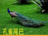 第4课 美丽的孔雀 课件-赣美版美术一年级下册