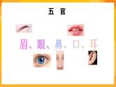 第11课 有趣的脸 课件-赣美版美术一年级下册