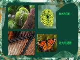 14. 微觀世界（課件）-2023-2024學(xué)年人教版（2012）美術(shù)五年級(jí)下冊(cè)
