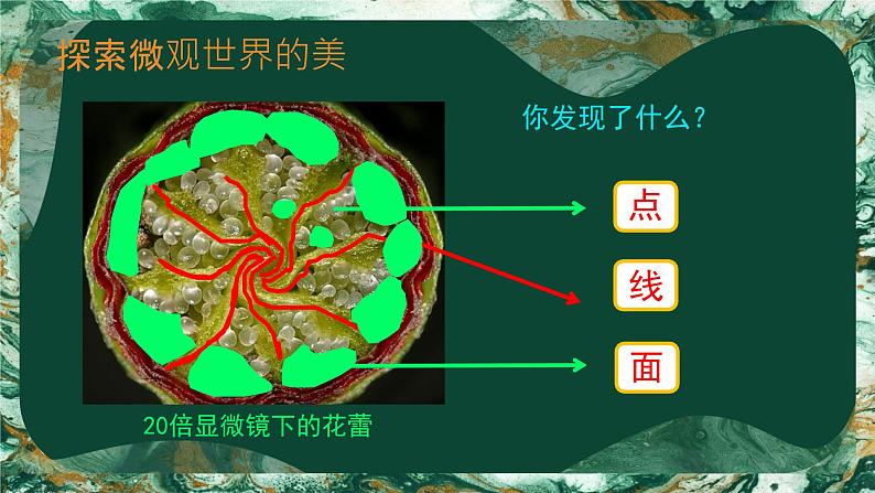 14. 微观世界（课件）-2023-2024学年人教版（2012）美术五年级下册第5页