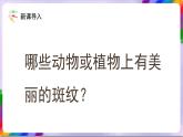 人教版美术三年级上册 9《天然的纹理》课件