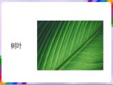 人教版美术三年级上册 9《天然的纹理》课件