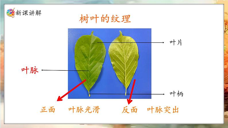 新人教版（2024）一年级上册美术第二单元 奉献最美 第1课时落叶去哪儿了课件08