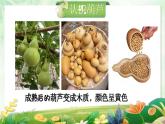 湘美版小学美术一上 第二单元 1 可爱的葫芦 课件