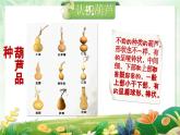 湘美版小学美术一上 第二单元 1 可爱的葫芦 课件