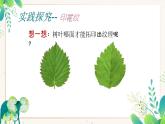 湘美版小学美术一上 第二单元 5 寻找肌理 课件