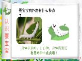 湘美版小學(xué)美術(shù)一上 第四單元 1 桑葉和蠶寶寶 課件