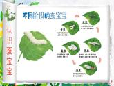 湘美版小學(xué)美術(shù)一上 第四單元 1 桑葉和蠶寶寶 課件