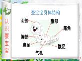 湘美版小學(xué)美術(shù)一上 第四單元 1 桑葉和蠶寶寶 課件