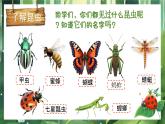 湘美版小学美术一上 第四单元 2 寻找昆虫 课件