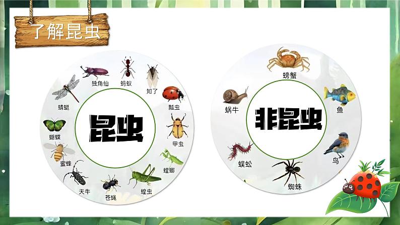 湘美版小学美术一上 第四单元 2 寻找昆虫 课件04