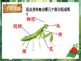 湘美版小学美术一上 第四单元 2 寻找昆虫 课件