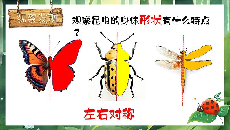 湘美版小学美术一上 第四单元 2 寻找昆虫 课件07