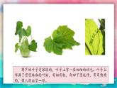 【湘美版】一上美術(shù)  第二單元第一課《可愛的葫蘆》課件+教案