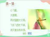 人教版美術(shù)二年級(jí)上冊(cè)第9課  蜻蜓飛飛 課件