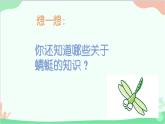 人教版美術(shù)二年級(jí)上冊(cè)第9課  蜻蜓飛飛 課件