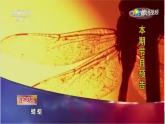 人教版美術(shù)二年級(jí)上冊(cè)第9課  蜻蜓飛飛 課件