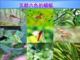 人教版美術(shù)二年級(jí)上冊(cè)第9課　蜻蜓飛飛(3) 課件
