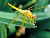 人教版美術(shù)二年級(jí)上冊(cè)第9課　蜻蜓飛飛(3) 課件