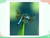 人教版美術(shù)二年級(jí)上冊(cè)第9課　蜻蜓飛飛(10) 課件