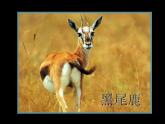 人教版 小學(xué)美術(shù) 二年級(jí)下冊(cè) 第10課 《腳印的聯(lián)想》課件