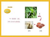 【新教材新課標(biāo)】人教版美術(shù)一年級(jí)上冊(cè)第2單元第2課《勤勞的蠶寶寶》課件+核心素養(yǎng)教案+視頻4