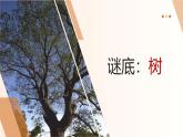 【核心素养目标】湘美版小学美术一年级下册第1课《大树的模样》授课PPT课件