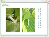 新教材湘美版小學一年級上冊美術第四單元第一課 桑葉和蠶寶寶課件