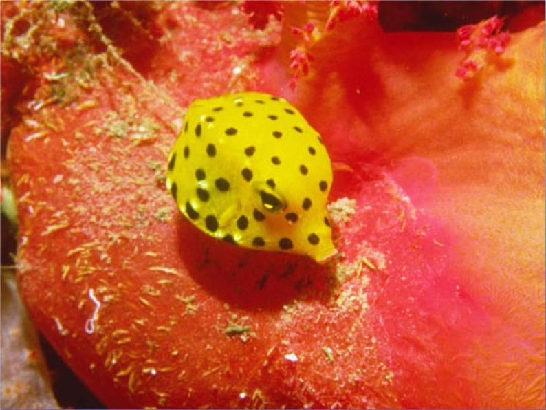 人美版（2024）美术一上第17课《谁画的鱼最大》教学参考课件第3页