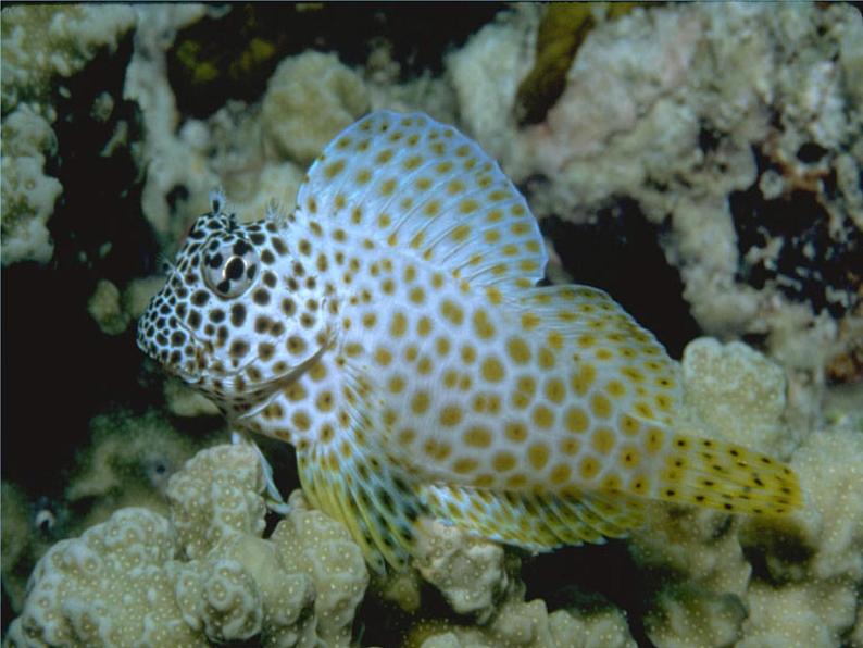 人美版（2024）美术一上第17课《谁画的鱼最大》教学参考课件第5页