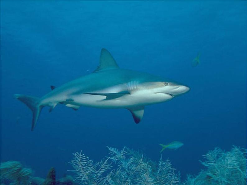 人美版（2024）美术一上第17课《谁画的鱼最大》教学参考课件第8页