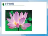 1《色彩明度漸變》（2024-2025）蘇少版美術(shù)三年級(jí)上冊(cè)PPT課件