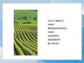 8《對稱美秩序美》（2024-2025）蘇少版美術三年級上冊PPT課件