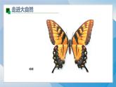 8《對稱美秩序美》（2024-2025）蘇少版美術三年級上冊PPT課件