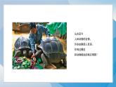 13《我的動(dòng)物朋友》（2024-2025）蘇少版美術(shù)三年級(jí)上冊(cè)PPT課件
