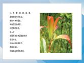 1《色彩的純度漸變》（2024-2025）蘇少版美術(shù)三年級下冊PPT課件