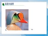 1《色彩的純度漸變》（2024-2025）蘇少版美術(shù)三年級下冊PPT課件