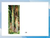 19《渐变的形》（2024-2025）苏少版美术三年级下册PPT课件