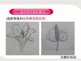 人教版美術(shù)五年級上冊課外拓展：紋樣的寫生與變化——花卉PPT