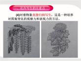 人教版美術(shù)五年級上冊課外拓展：紋樣的寫生與變化——花卉PPT