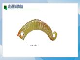 14《蟲蟲蟲（1）》（2024-2025）蘇少版美術(shù)二年級下冊PPT課件