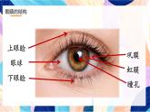 浙美版美术三年级下册第9课《眼睛的创想》课件