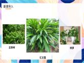 浙美版美术五年级下册第十一课《植物写生》 课件+教案+素材