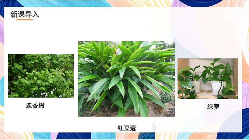 浙美版美术五年级下册第十一课《植物写生》课件第3页