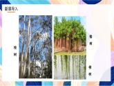 浙美版美术五年级下册第十一课《植物写生》 课件+教案+素材