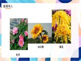 浙美版美术五年级下册第十一课《植物写生》 课件+教案+素材